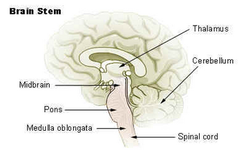 Brain Stem