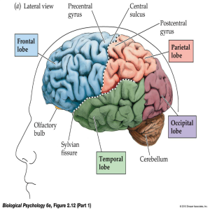 Lateral view of the brain