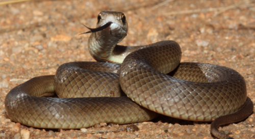 Eastern Brown Snake - Australia